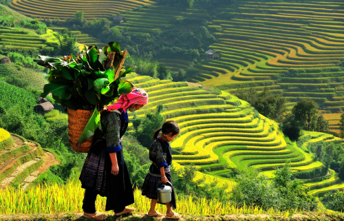 MU CANG CHAI